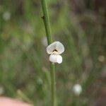 Cytisus filipes