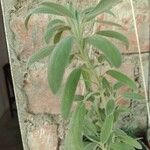 Salvia officinalis ᱥᱟᱠᱟᱢ