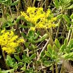 Sedum praealtum