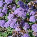 Ageratum houstonianumЦветок