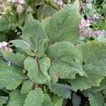 Salvia sclarea Ліст