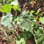 Abutilon grandiflorum Levél