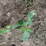 Lantana viburnoides Liść