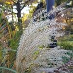 Miscanthus sinensis Flower