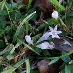 Richardia scabra Λουλούδι