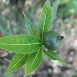 Alibertia edulis Fruit