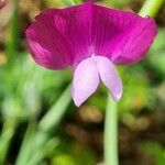 Lathyrus hirsutus Blüte