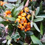 Pyracantha angustifolia Ffrwyth