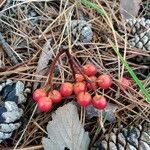 Sorbus latifolia फल