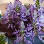 Coleus caninus Flower