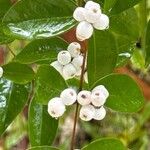 Syzygium zeylanicum ഫലം