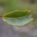 Syzygium borbonicum Leaf