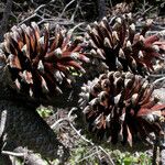 Pinus attenuata Habitus