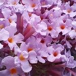 Buddleja japonicaFlower