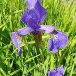 Iris sibiricaFlower