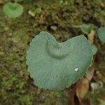 Adiantum reniforme Folio