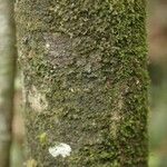Rudgea lanceifolia Corteccia
