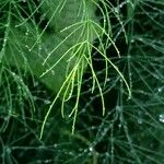 Equisetum sylvaticum Leaf