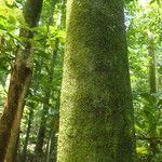 Funtumia africana Ŝelo