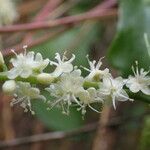 Anredera cordifolia Blodyn