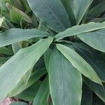 Alpinia officinarum Leaf