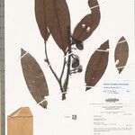Guatteria discolor Fruto