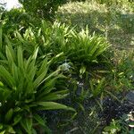 Hymenocallis caribaea Habit