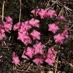 Phlox mesoleuca 整株植物