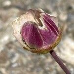 Ranunculus glacialis Fula