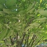 Carpinus caroliniana 葉