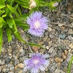 Stokesia laevis Elinympäristö