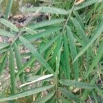 Yushania anceps Leaf