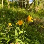 Crepis pyrenaicaLeaf