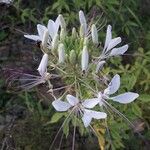 Cleome spinosa Flower