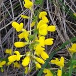 Cytisus decumbens Flor