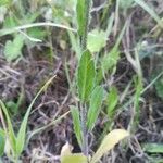 Bunias erucago Leaf