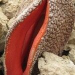 Hydnora africana Habit