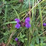 Prunella grandiflora 花