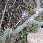 Pseudognaphalium undulatum Ŝelo