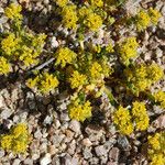 Lepidium flavum Habit