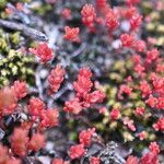 Crassula tillaea Leaf