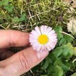 Bellis perennisVirág