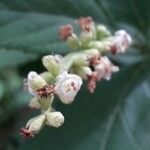 Varronia curassavica 花