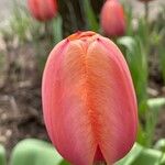 Tulipa grengiolensis Flower