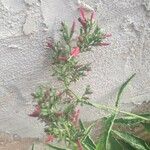 Dianthera secunda Flor