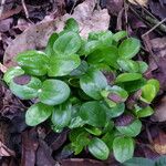 Picralima nitida Hábito