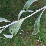 Pyrus salicifolia Leaf