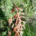 Kniphofia thomsonii Цвят