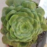 Aeonium aureum Blad