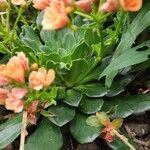 Lewisia cotyledon Характер